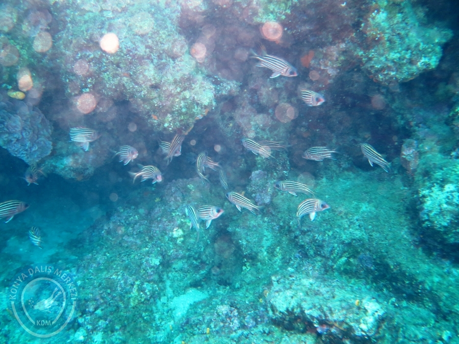 16-17 EYLÜL SARIGERME
