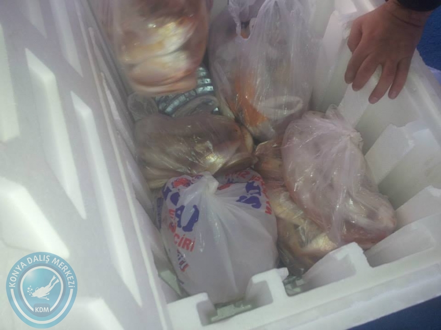 16 Kasım boğsak balık avı