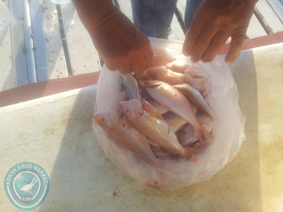 16 Kasım boğsak balık avı
