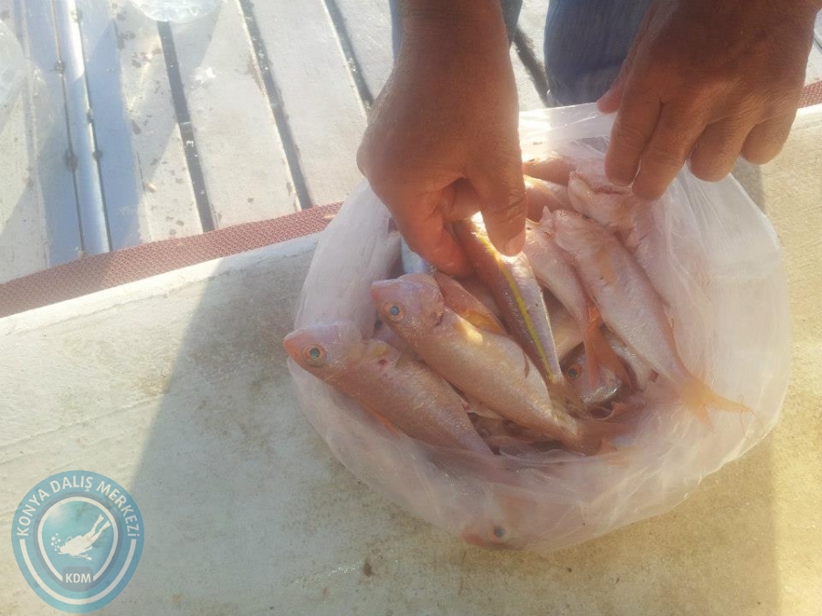 16 Kasım boğsak balık avı