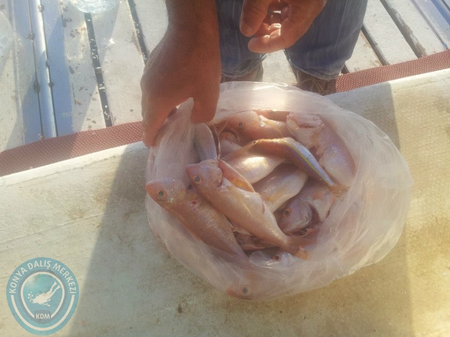 16 Kasım boğsak balık avı