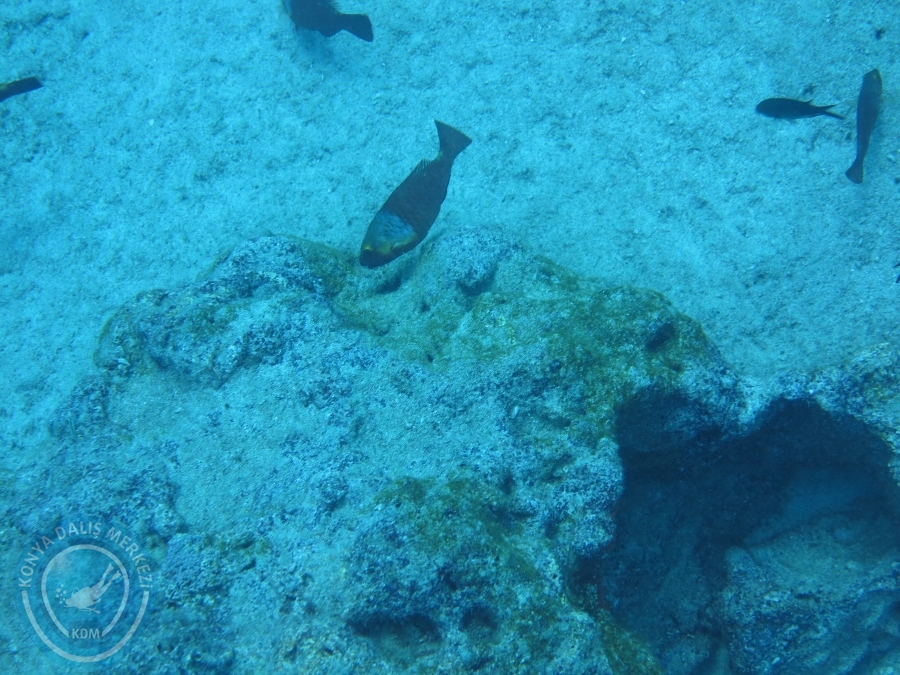 17-18 Ekim 2015 KAŞ 