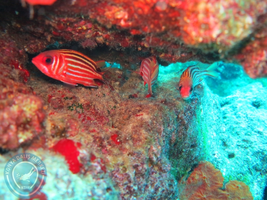 17-18 Ekim 2015 KAŞ 