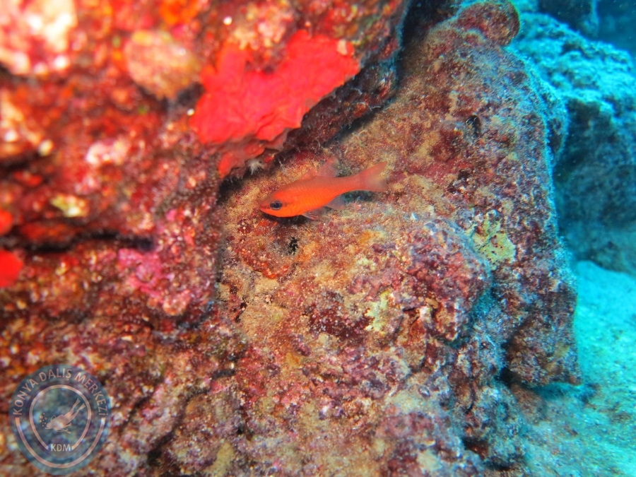 17-18 Ekim 2015 KAŞ 