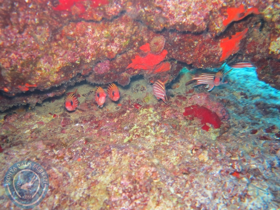 17-18 Ekim 2015 KAŞ 