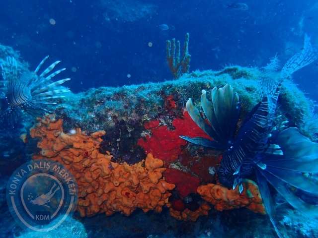 17-18 Eylül Bodrum