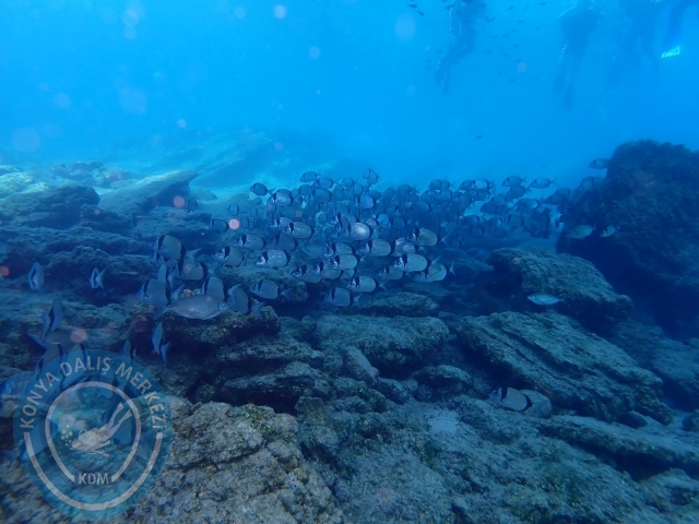 17-18 Eylül Bodrum