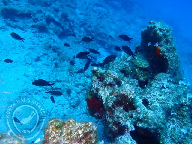17-18 Haziran Bodrum