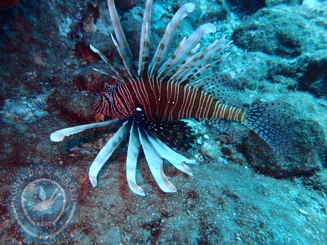 18-19 Haziran Alanya