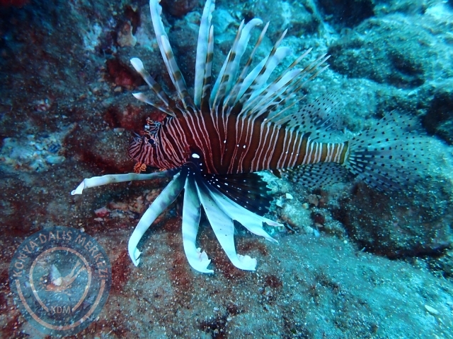 18-19 Haziran Alanya