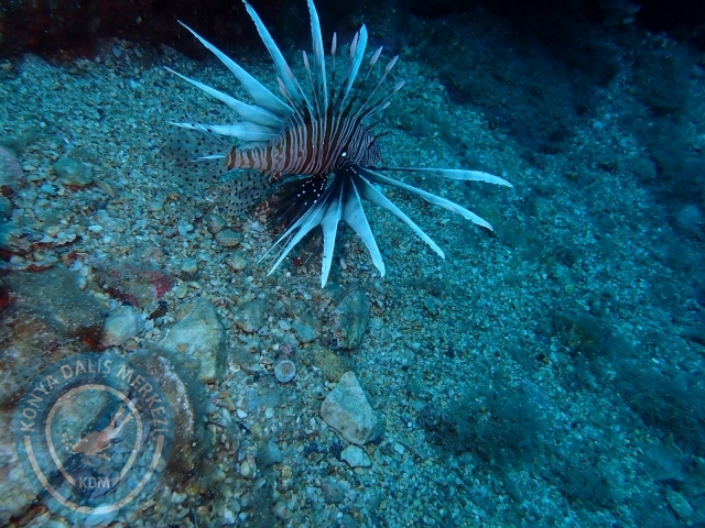 18-19 Haziran Alanya
