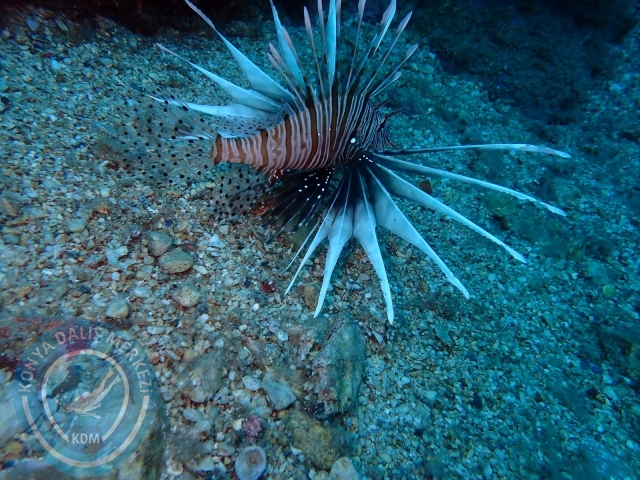 18-19 Haziran Alanya