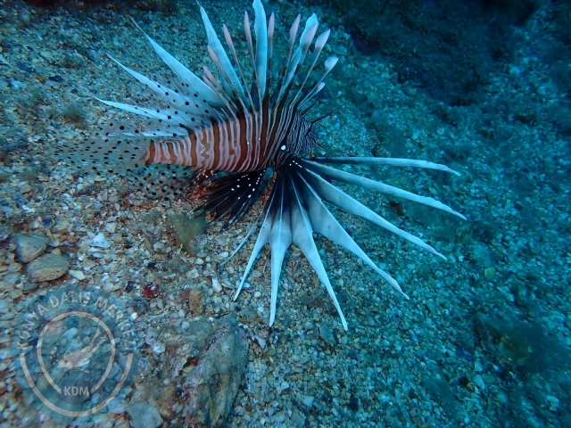 18-19 Haziran Alanya