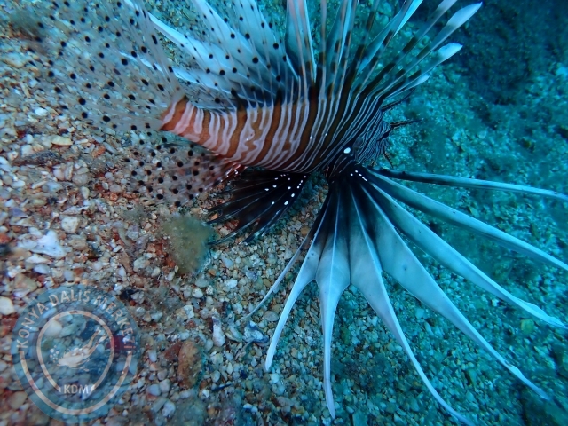 18-19 Haziran Alanya