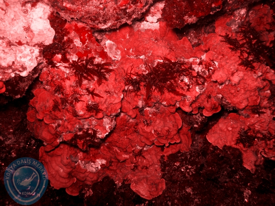 2-3 Ağustos 2014 Demre Dalışı