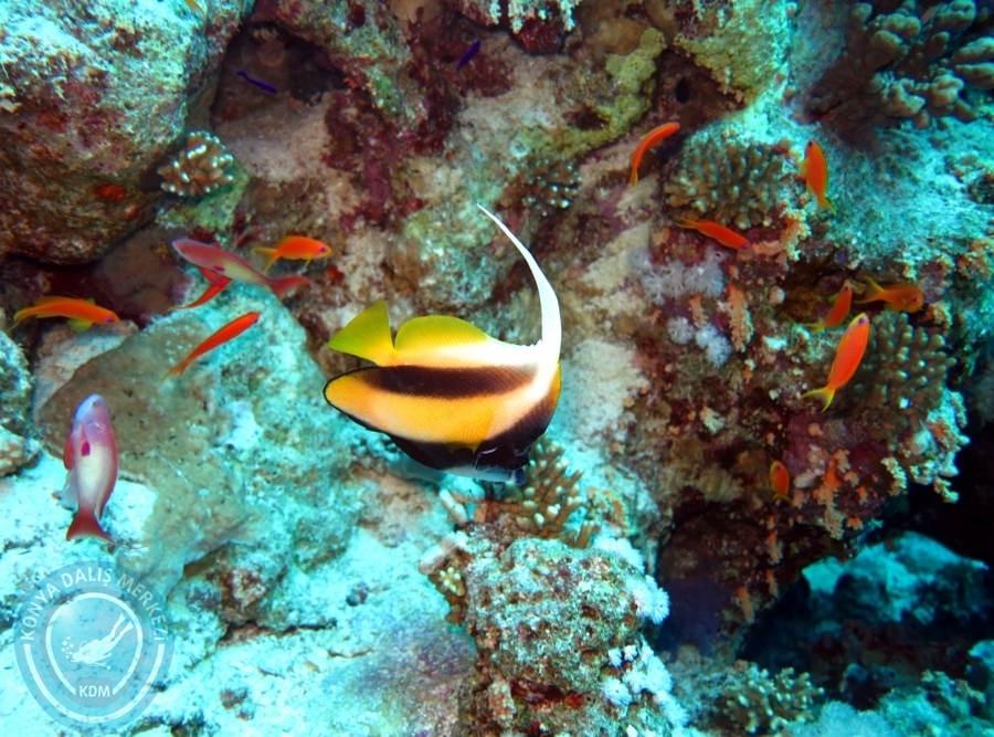 2-6 Aralık Sharm el-Sheikh