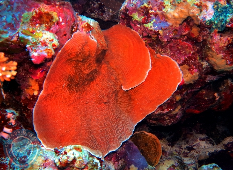 2-6 Aralık Sharm el-Sheikh