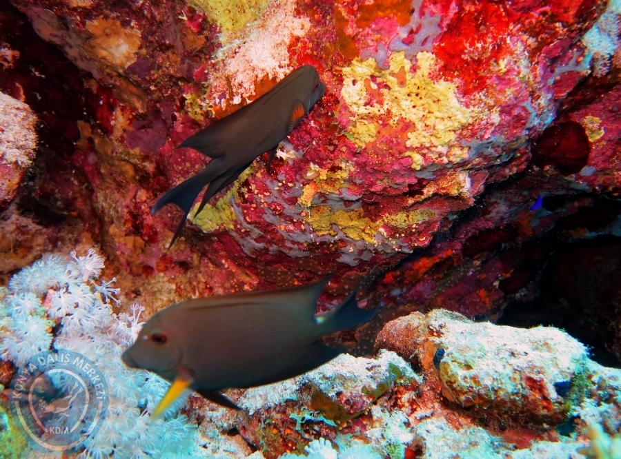 2-6 Aralık Sharm el-Sheikh