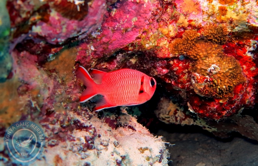 2-6 Aralık Sharm el-Sheikh