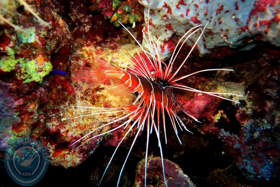 2-6 Aralık Sharm el-Sheikh