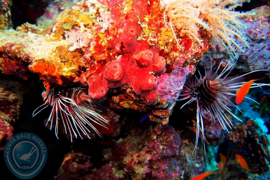 2-6 Aralık Sharm el-Sheikh