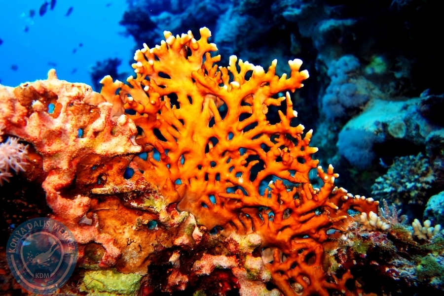 2-6 Aralık Sharm el-Sheikh