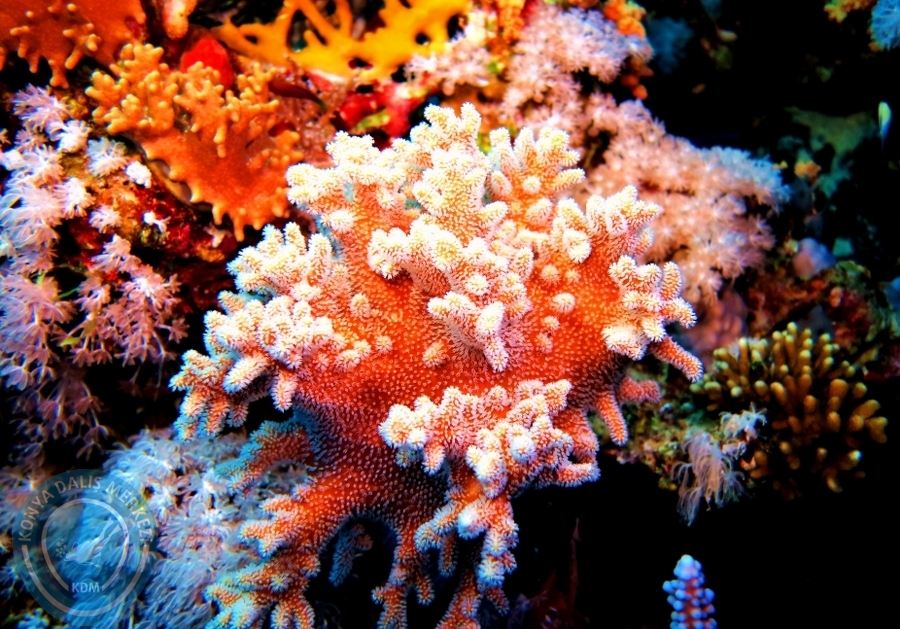 2-6 Aralık Sharm el-Sheikh