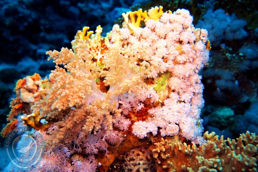 2-6 Aralık Sharm el-Sheikh