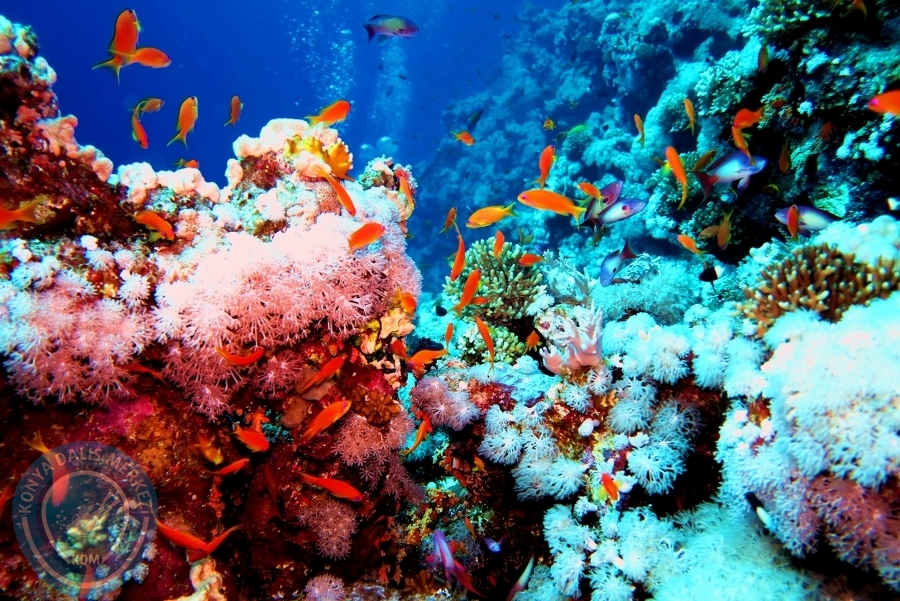 2-6 Aralık Sharm el-Sheikh