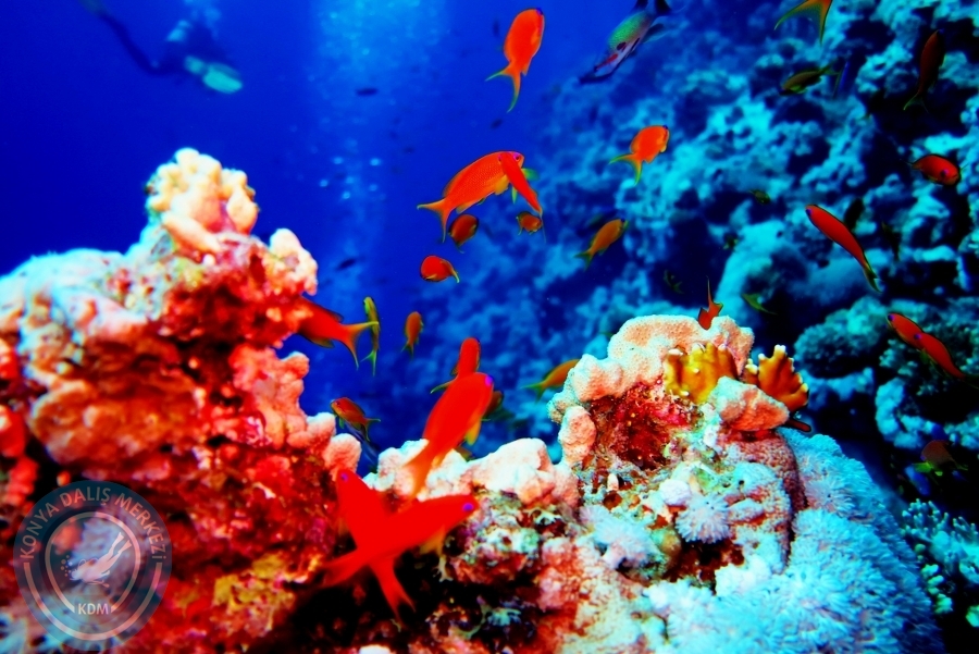 2-6 Aralık Sharm el-Sheikh