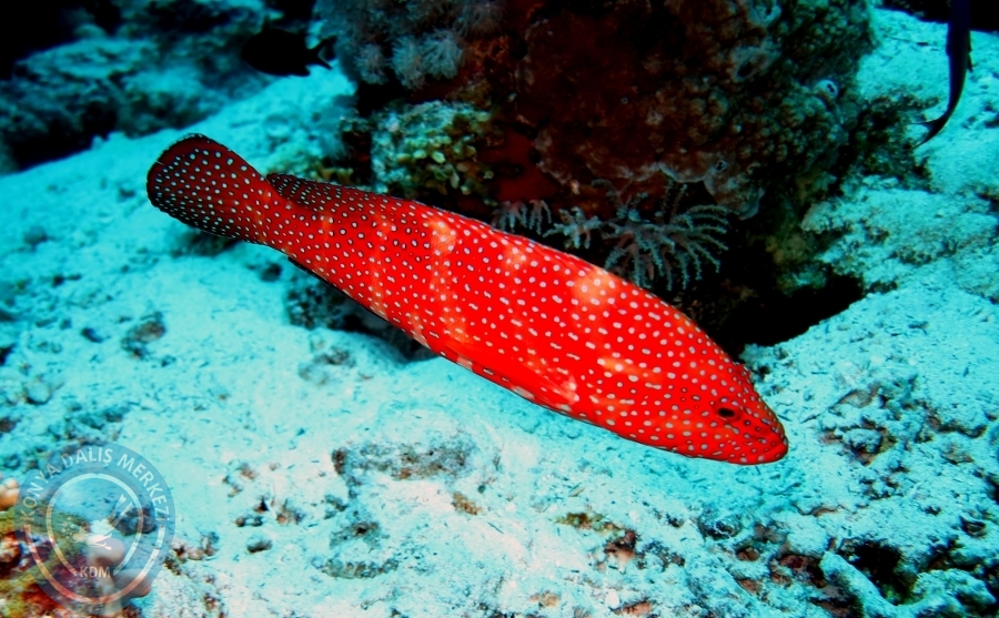 2-6 Aralık Sharm el-Sheikh