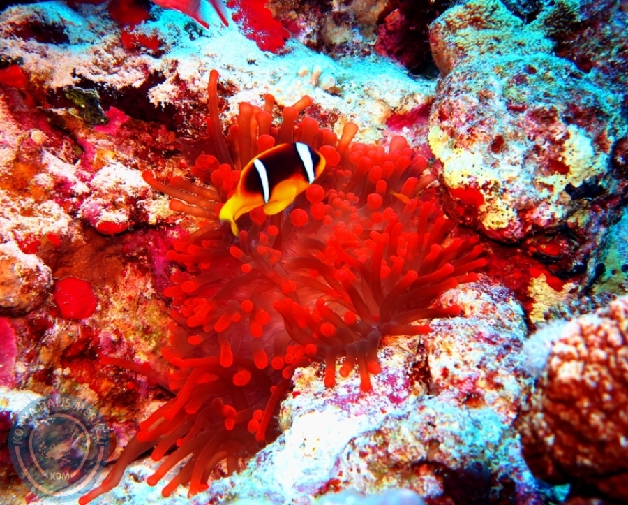 2-6 Aralık Sharm el-Sheikh