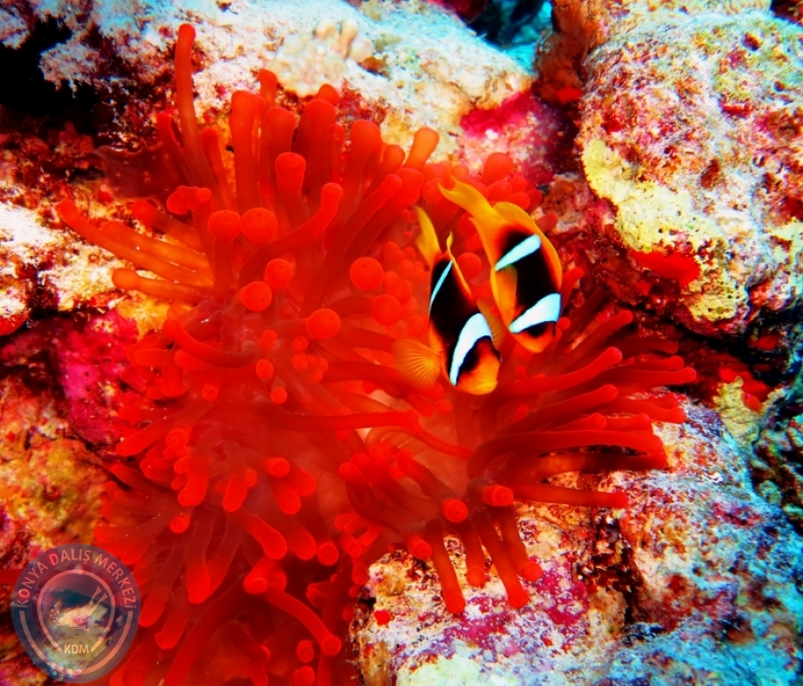 2-6 Aralık Sharm el-Sheikh