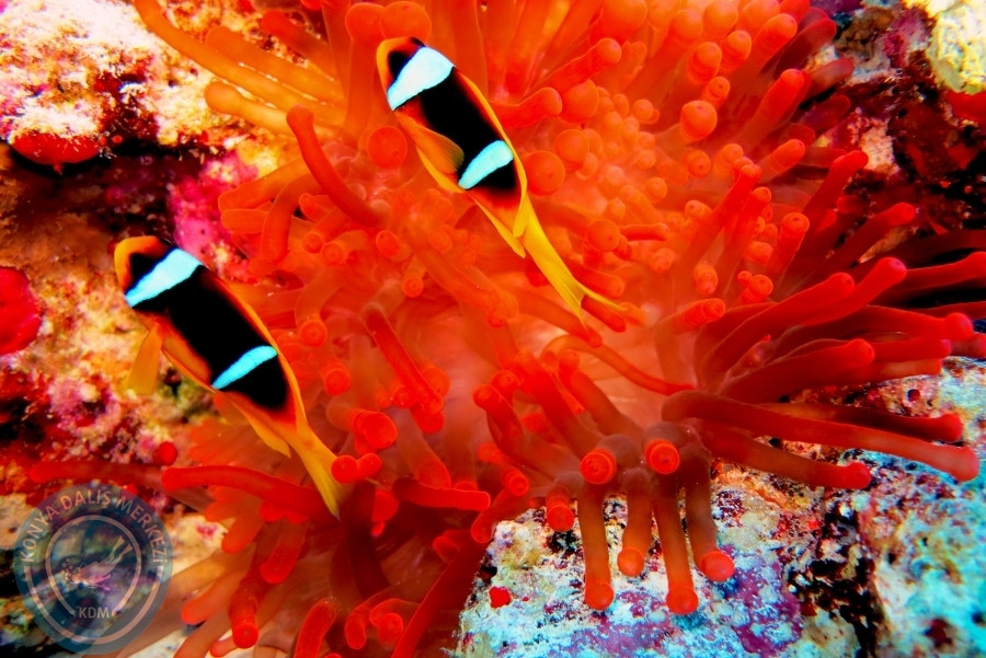 2-6 Aralık Sharm el-Sheikh