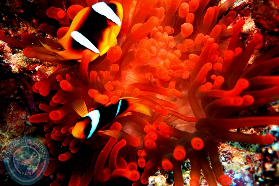 2-6 Aralık Sharm el-Sheikh
