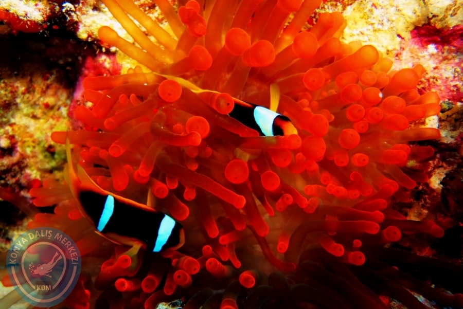2-6 Aralık Sharm el-Sheikh