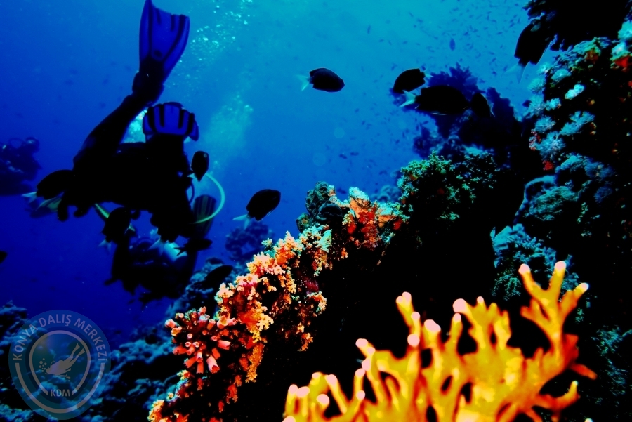 2-6 Aralık Sharm el-Sheikh