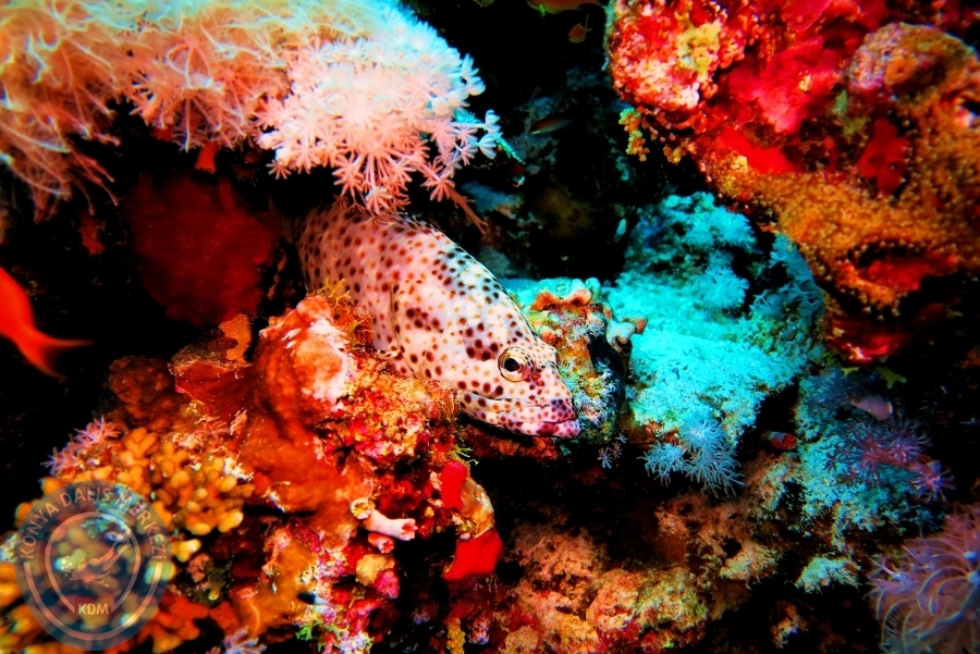 2-6 Aralık Sharm el-Sheikh