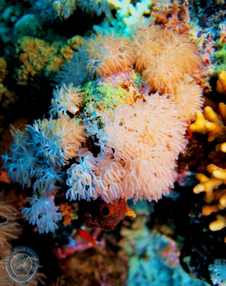 2-6 Aralık Sharm el-Sheikh