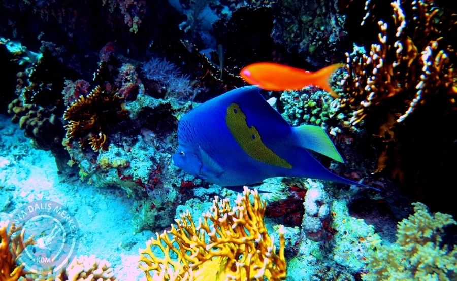2-6 Aralık Sharm el-Sheikh