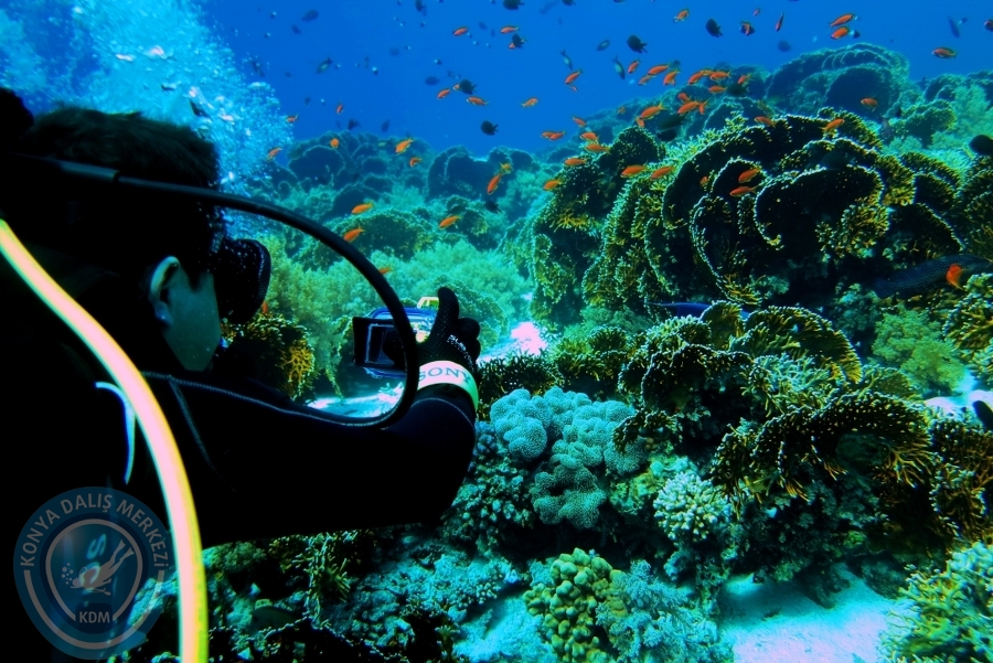 2-6 Aralık Sharm el-Sheikh