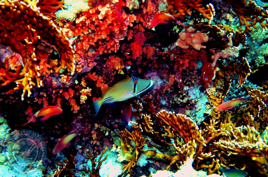 2-6 Aralık Sharm el-Sheikh