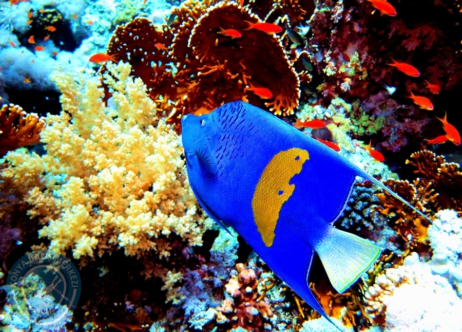 2-6 Aralık Sharm el-Sheikh