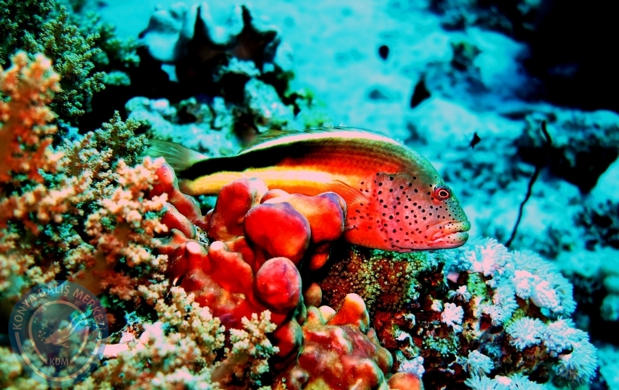2-6 Aralık Sharm el-Sheikh
