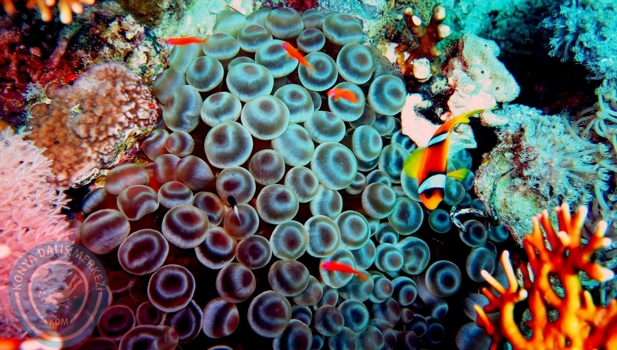 2-6 Aralık Sharm el-Sheikh