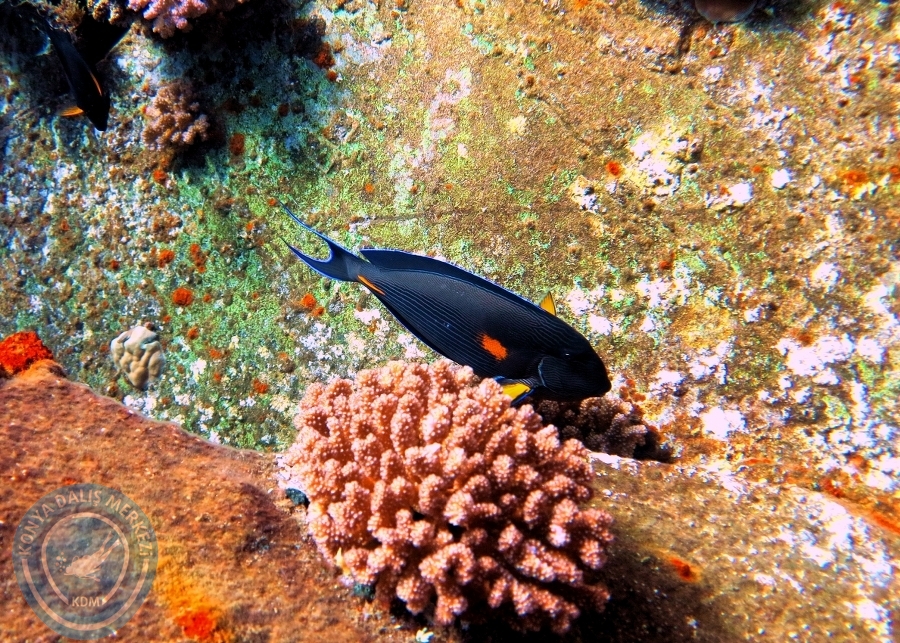 2-6 Aralık Sharm el-Sheikh