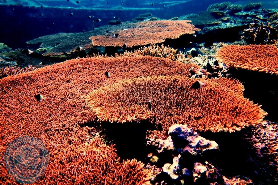 2-6 Aralık Sharm el-Sheikh