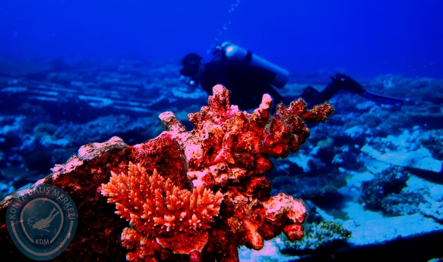 2-6 Aralık Sharm el-Sheikh
