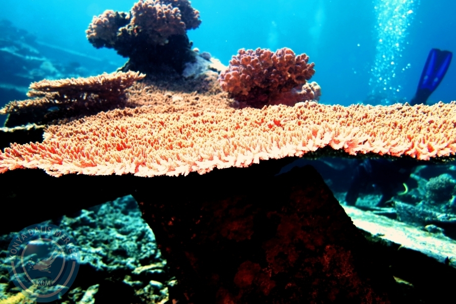 2-6 Aralık Sharm el-Sheikh