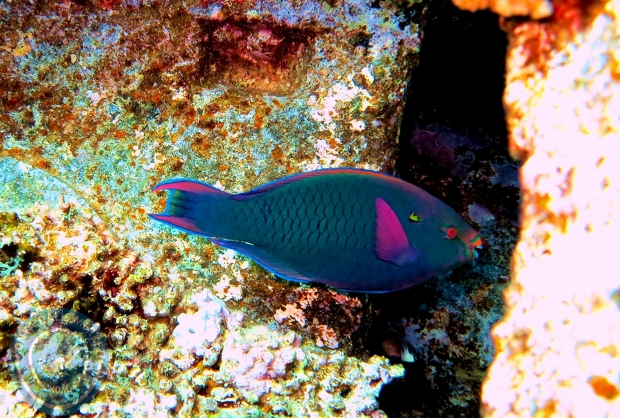 2-6 Aralık Sharm el-Sheikh